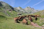 440px-Chevaux_estive_Pyrenees.jpg